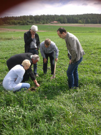 Bei der Suche nach den Knöllchenbakterien (Stickstofffabriken) im Kleegras