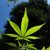 Cannabis / Hanf-Pflanze